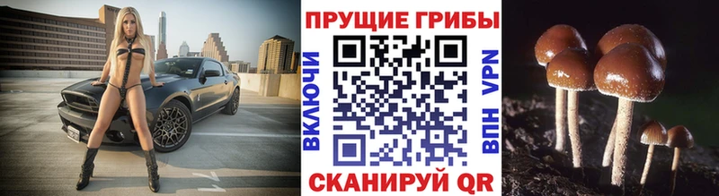 Купить  Сунжа  Псилоцибиновые грибы Cubensis 